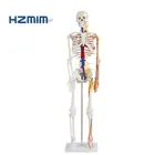 85cm human skeleton model with heart with colored blood vessels