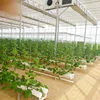 /product-detail/smart-hydroponic-technologies-for-industrial-greenhouses-and-soilless-production-62076840541.html