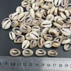 Natural Craft Supplies SLICE HALF CUT SPLIT SEA SHELL COWRIE COWRY DECOR Seashell Conch Shell Spacer Connector