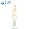 45CM Removable Mini Human Body Skeleton, Skeleton Anatomical Model