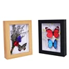 Money Box Photo Frame Shadow Box Wholesale Real Butterfly in Frame