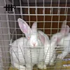 /product-detail/hot-sale-stainless-steel-automatic-rabbit-rabit-farming-cage-749006254.html