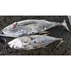Quality Canned Yellow Fin Tuna Best Deals sea frozen Big Eyes Yellow Fin Frozen Tuna Fish 10-20kg PC/ Tuna YellowFin