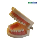 Anatomical Mini Teeth Model Teeth Teaching Model