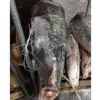 superfrozen sea frozen swordfish hgt xiphi gladius iqf for sashimi