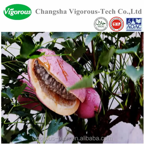 natural high quality 10;1 akebia quinata/akebia caulis extract