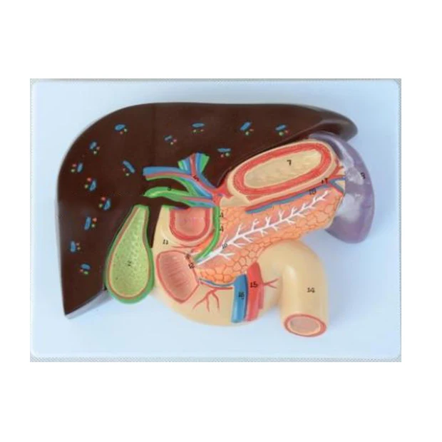 De plástico de enseñanza de Anatomía de visceral páncreas bazo y del hígado y de la vesícula biliar modelo