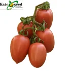 Best Quality Disease Resistant Determinate Tomato Seeds Roma Type Hybrid F1