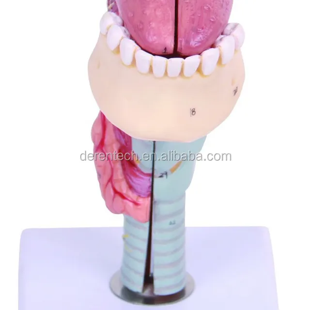 anatomical model of cavity of nasal ,oral cavity,pharynx,larynx