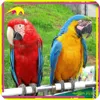 /product-detail/kano0868-garden-decoration-waterproof-vivid-artificial-parrot-bird-60469551830.html