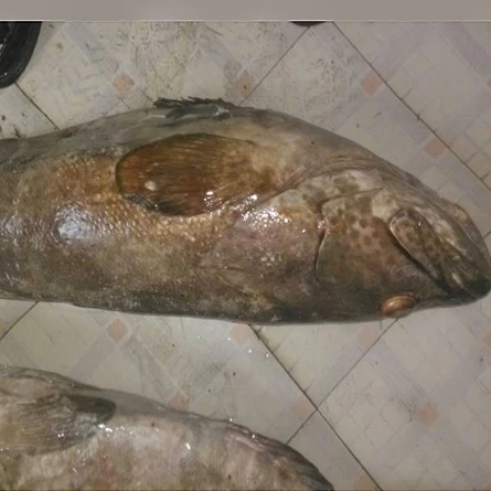 Peixe garoupa gigante de alimentos congelados por atacado preto
