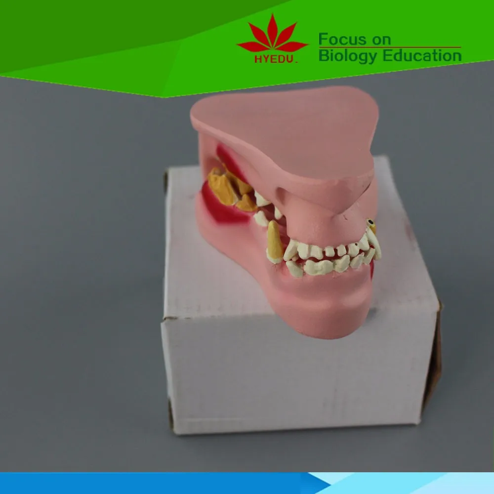 Direct factory medicla science plastic dogs' teeth model.jpg