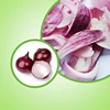importers of dehydrated onion Freeze dried vegetables price