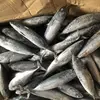 fresh bullet mackerel frozen belted bonito for Thailand
