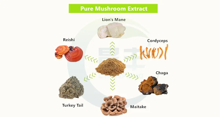 reishi mushroom extract/ reishi shell-broken spore powder