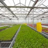 /product-detail/high-quality-polycarbonate-sheet-tropical-greenhouse-for-tomato-cultivation-60631682358.html