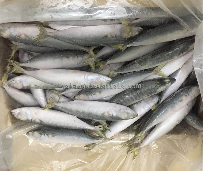 oily fish chub mackerel individual frozen scomber scombrus for