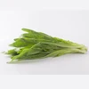 /product-detail/hydroponics-vegetable-salad-greenf1-organic-india-lettuce-seeds-62004552280.html