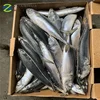 China Export Frozen Pacific Mackerel Best Canned Mackerel Real Price CNF640 200g-300g
