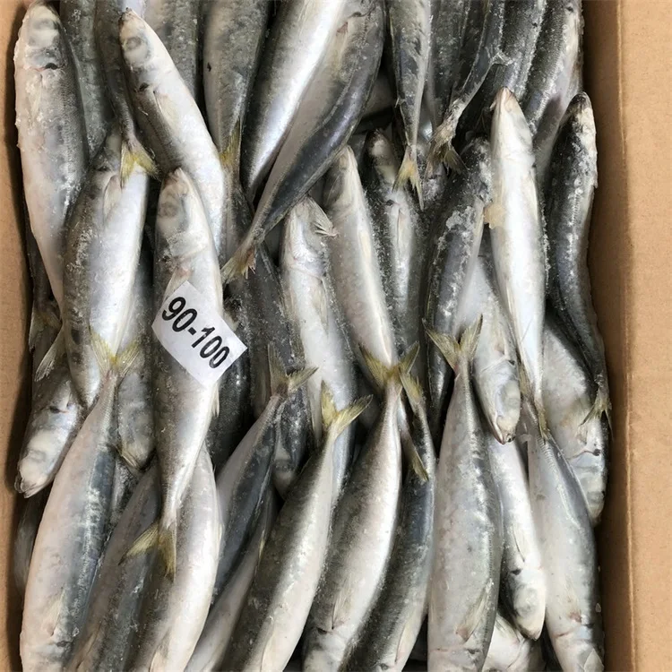 frozen scad fish