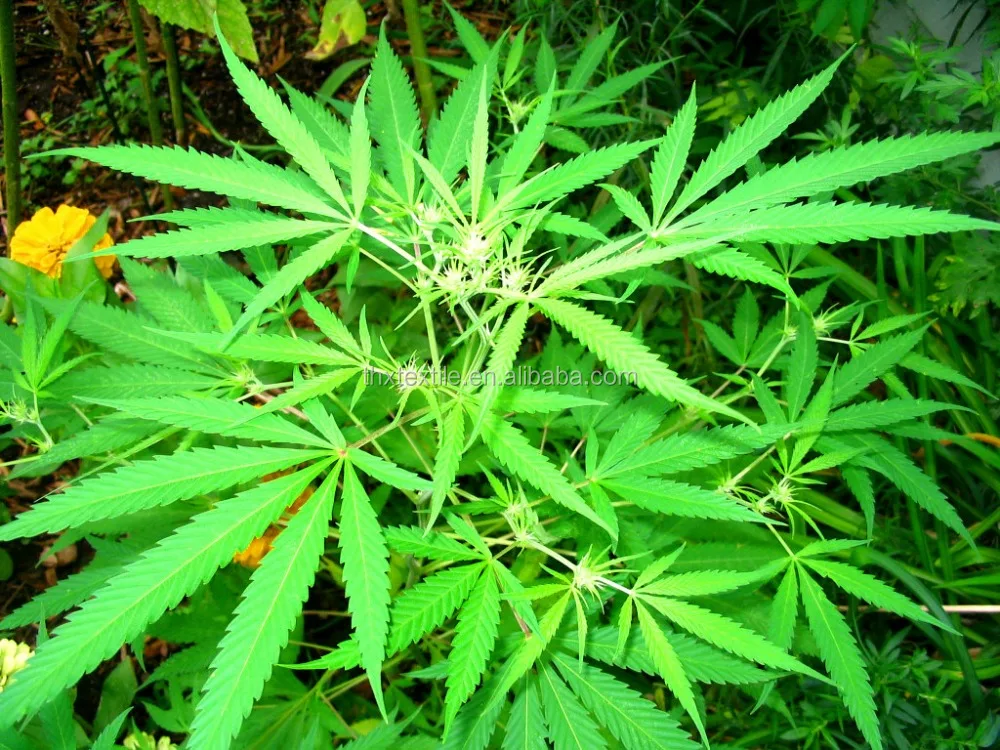 Hemp.JPG