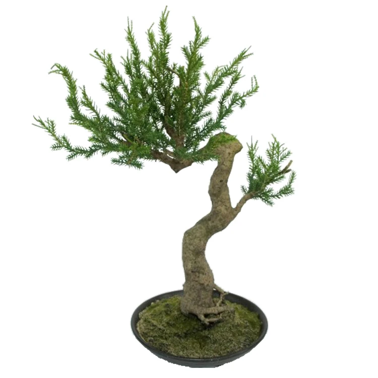 Ekspor pabrik Grosir Kualitas Tinggi Buatan Juniperus formosana Hayata Pinus Bonsai Dekorasi Rumah Buatan Pohon Bonsai