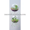 hanging air plant bubble glass vase