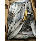 Frozen Fish Bonito Tuna Factory Price