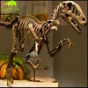 KANOSAUR3500 Zigong Realistic Velociraptor Skeleton