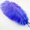 Boas Feather Fans Ostrich For Sale