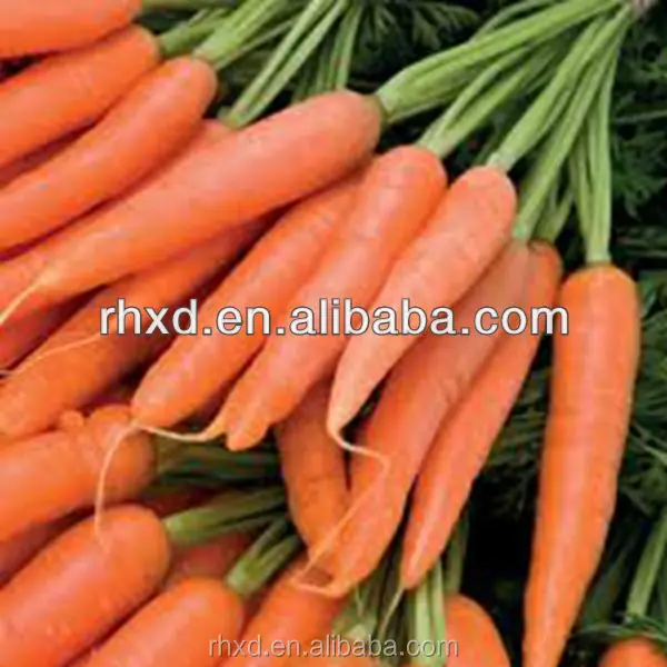 2018 fresh carrots