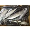 1kg up Sea water frozen fish Frozen Bonito bullet mackerel