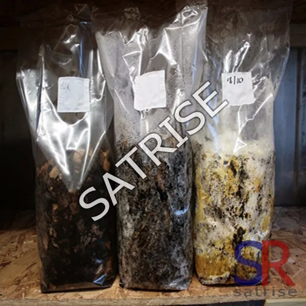 China sawdust mushroom spawn bag