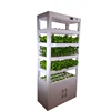 House Kitchen planting hydroponic growing shelf with LED growing lights