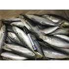 IQF 60-80G Land Frozen Hard Tail Scad Frozen Horse Mackerel Fish