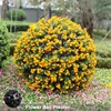 /product-detail/ball-shape-plastic-half-ball-glowing-flower-pot-60399499591.html