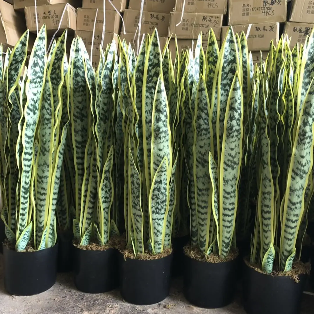 Sansevieria trifasciata Prain artificial indoor large tropical plant, Green or yellow
Sansevieria trifasciata Prain artificial indoor large tropical plant, Green or yellow