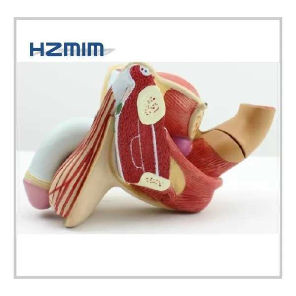 Human External Genital Anatomical Model Male Genital Organs Model At