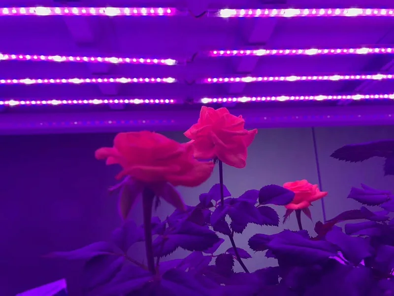 mmexport1511269056379