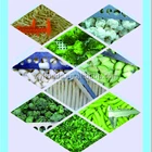 China frozen vegetable good quality Frozen IQF spring onion cuts/slices/baby onion in frozen vegetable price