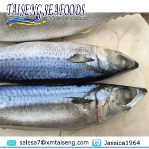 big size frozen japanese pacific mackerel 300-500g on sale