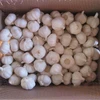 wholesale garlic buyers and fresh normal white garlic slicer