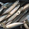 /product-detail/good-price-best-selling-products-frozen-canned-mackerel-60313566493.html