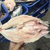 Good Quality Frozen Pangasius/Basa Butterfly