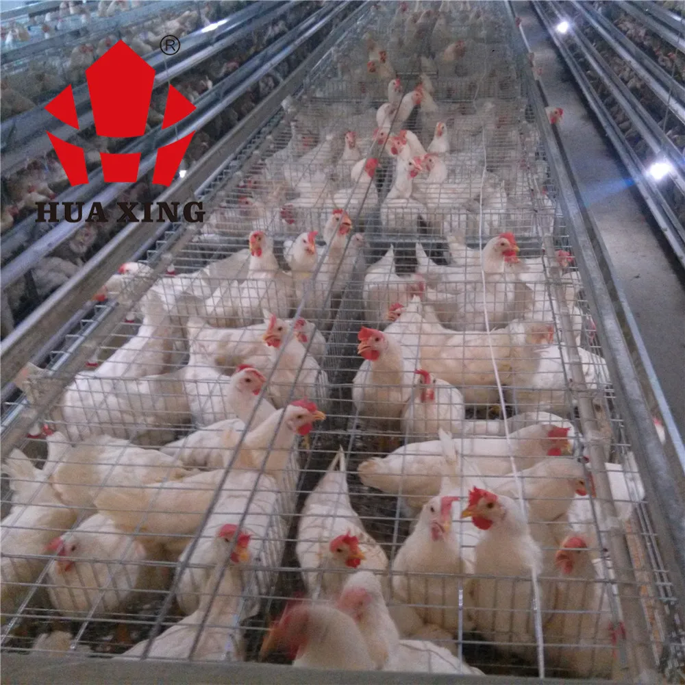 Q235 Material New Design Poultry Farm Products Chicken Cage for Layer Chicken Farm