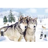 /product-detail/hot-selling-3d-lenticular-prairie-wolf-picture-60322832103.html