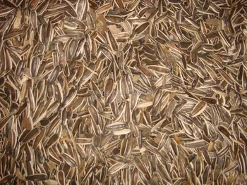 bird raising sunflower seeds cheap market price buy bird bird raising sunflower seeds cheap market price buy bird