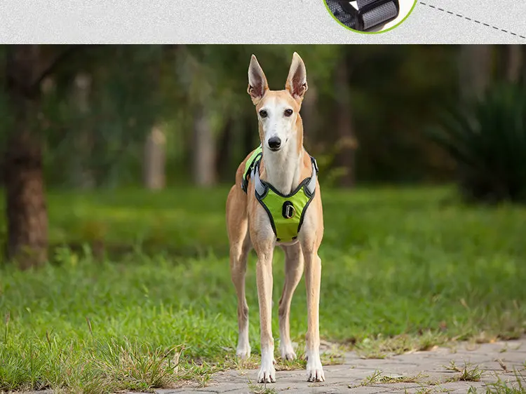 项目 狗步行训练徒步运动网格狗带 材料 尼龙 大小