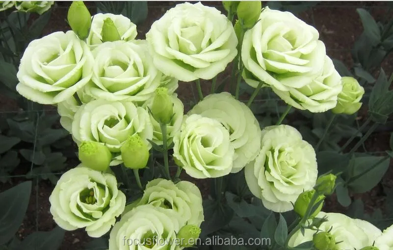 Green Eustoma 4