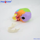 Human Colored Skull Model 22 Parts Life Size PNT-0159